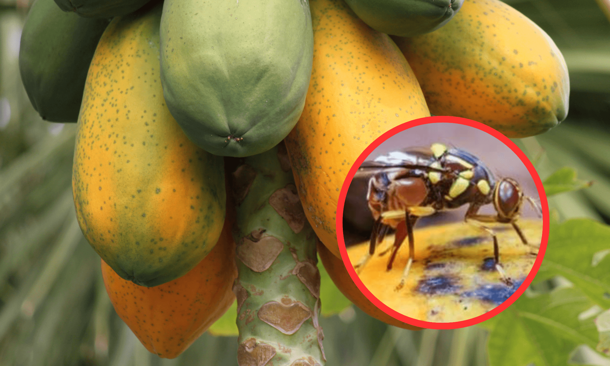 Flies on fruit tree such as papaya tree