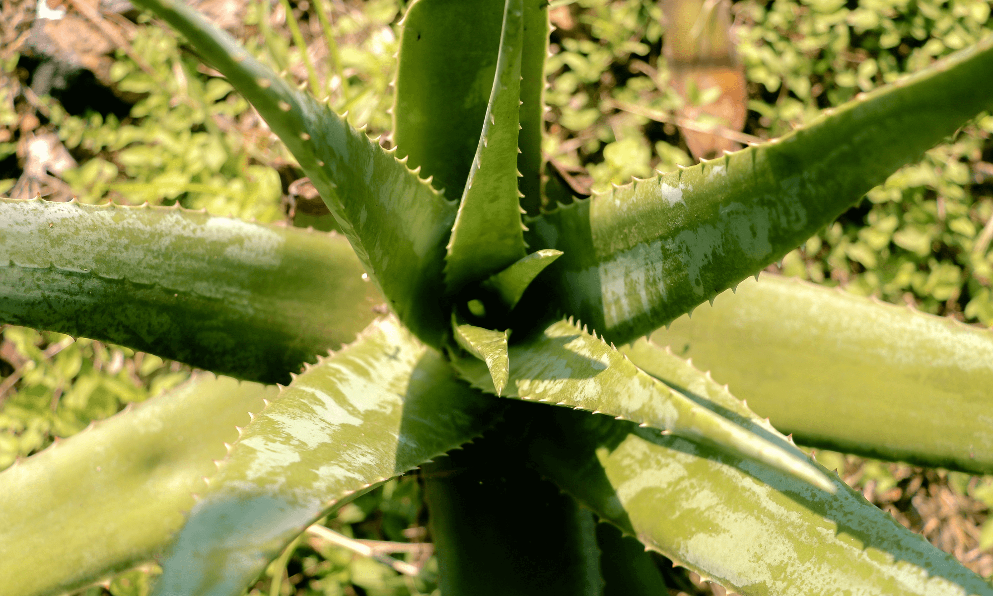 Aloe vera planting tips at home