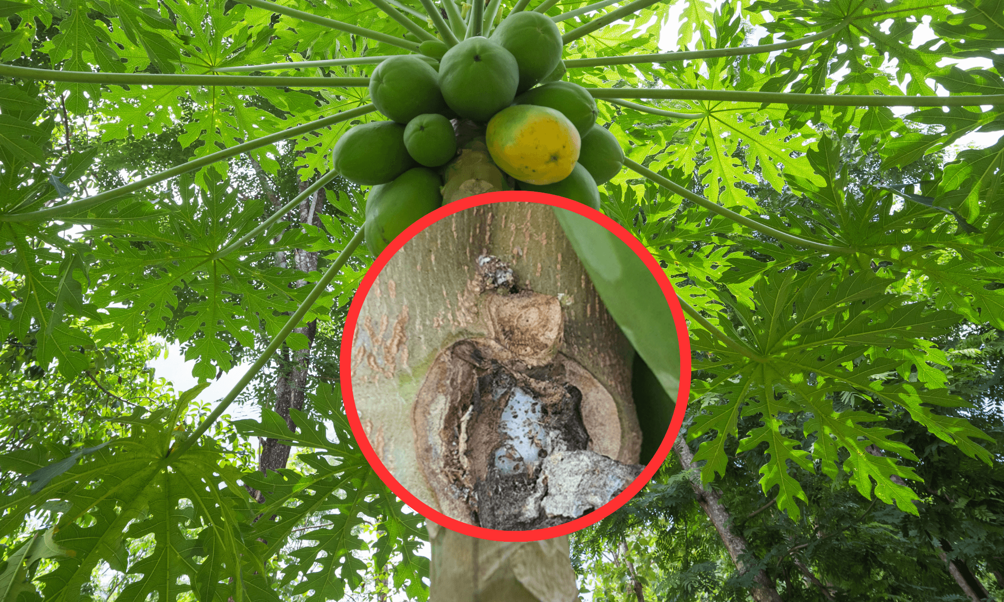 Papaya tree plant issue white creamy liquid from trunk