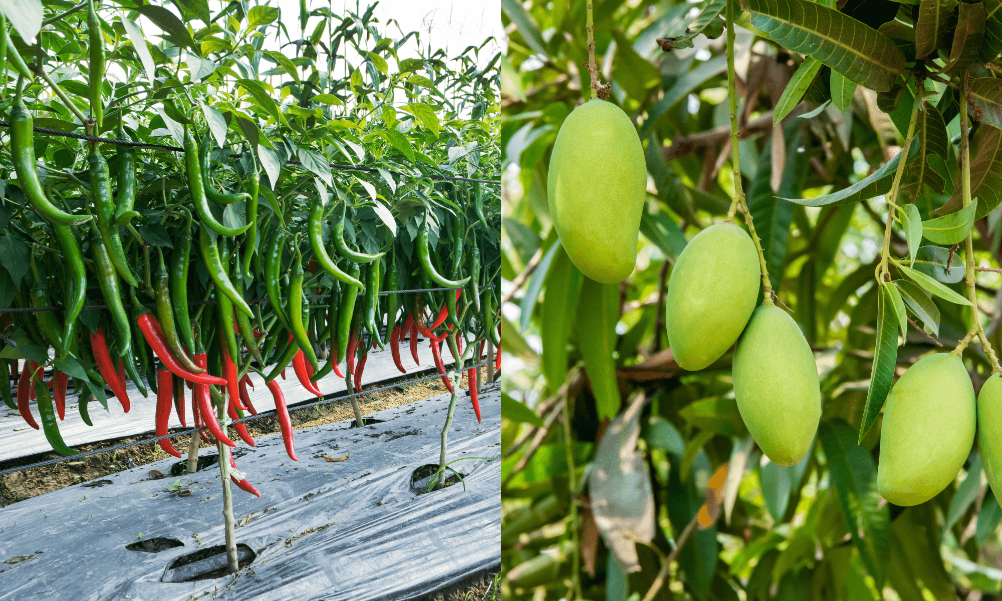 Chili plant and mango plant planting tips