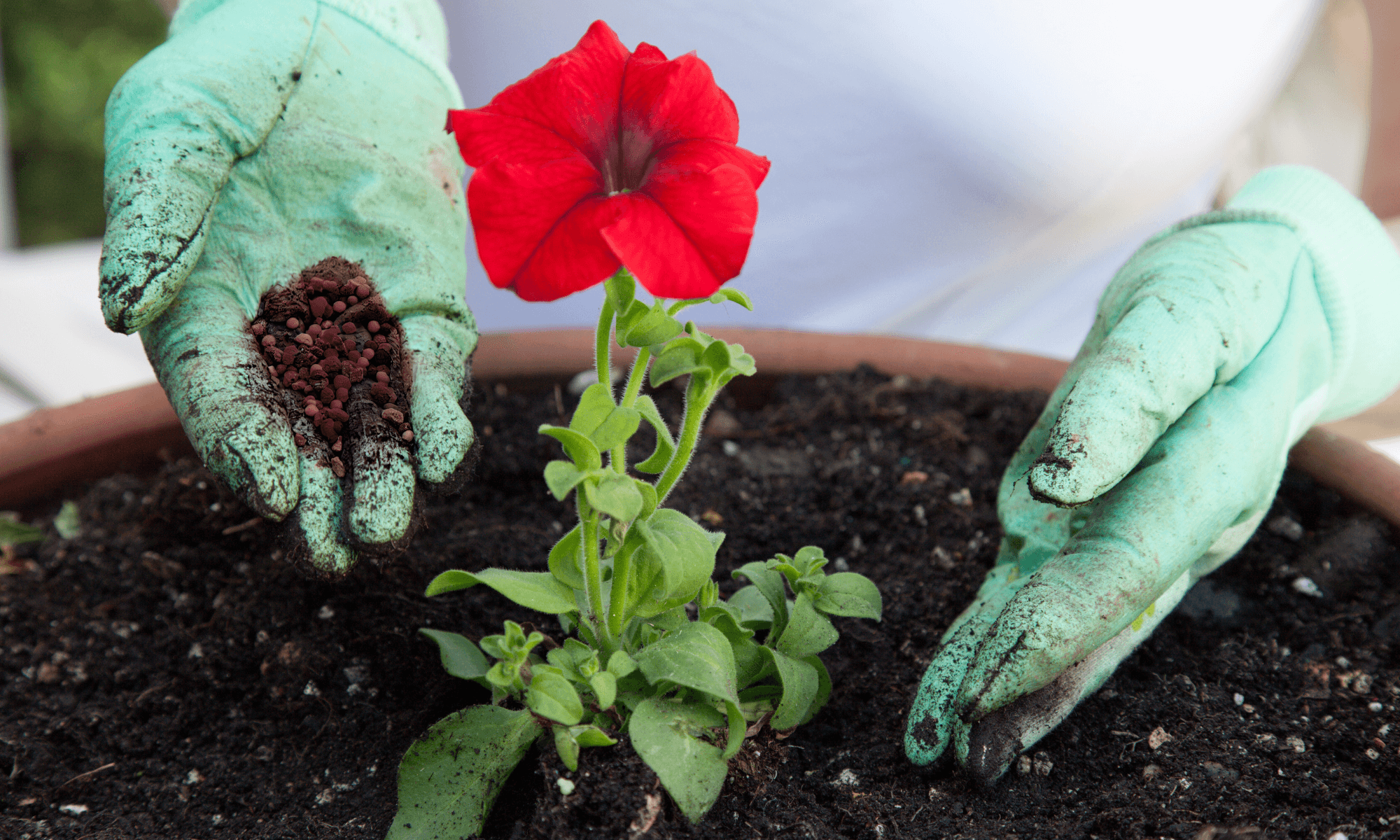 Fertilizer for flowering plants