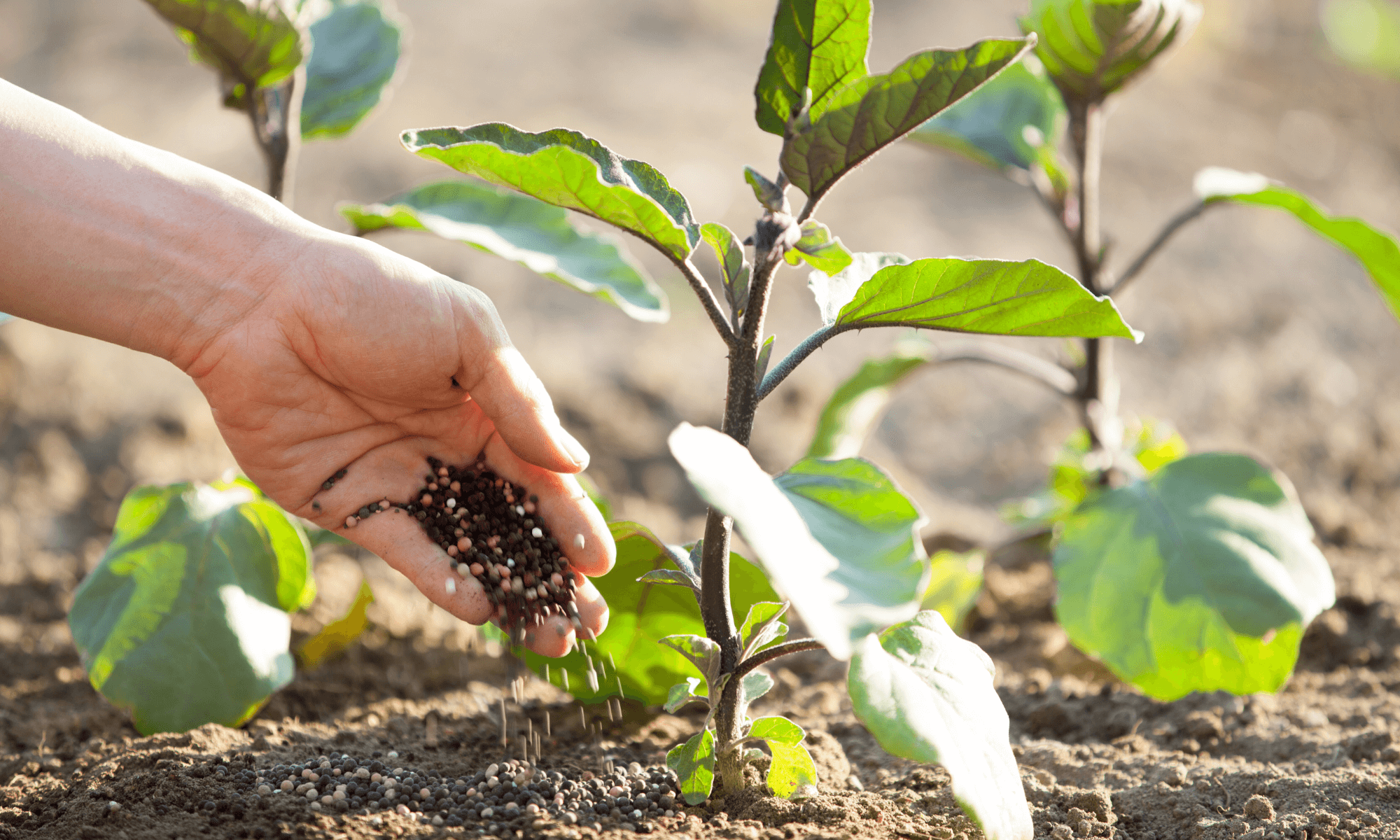 Fertilizer for leafy vegetables plant