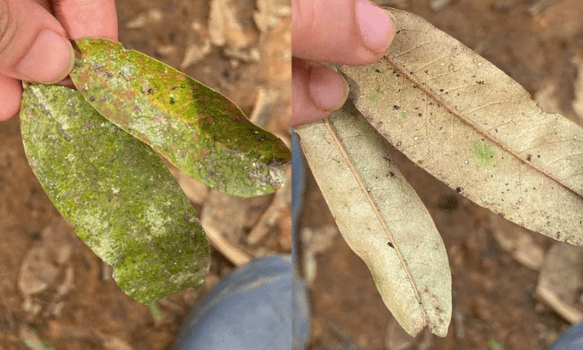 Algae spot, scales insects issue on durian fruit tree leaves