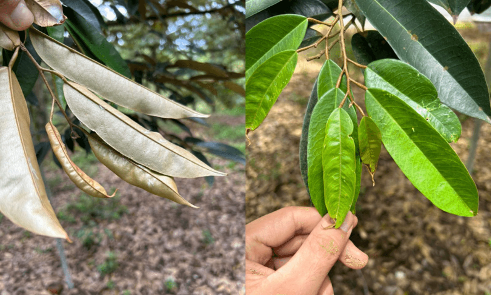 Curly and dry leaves falling