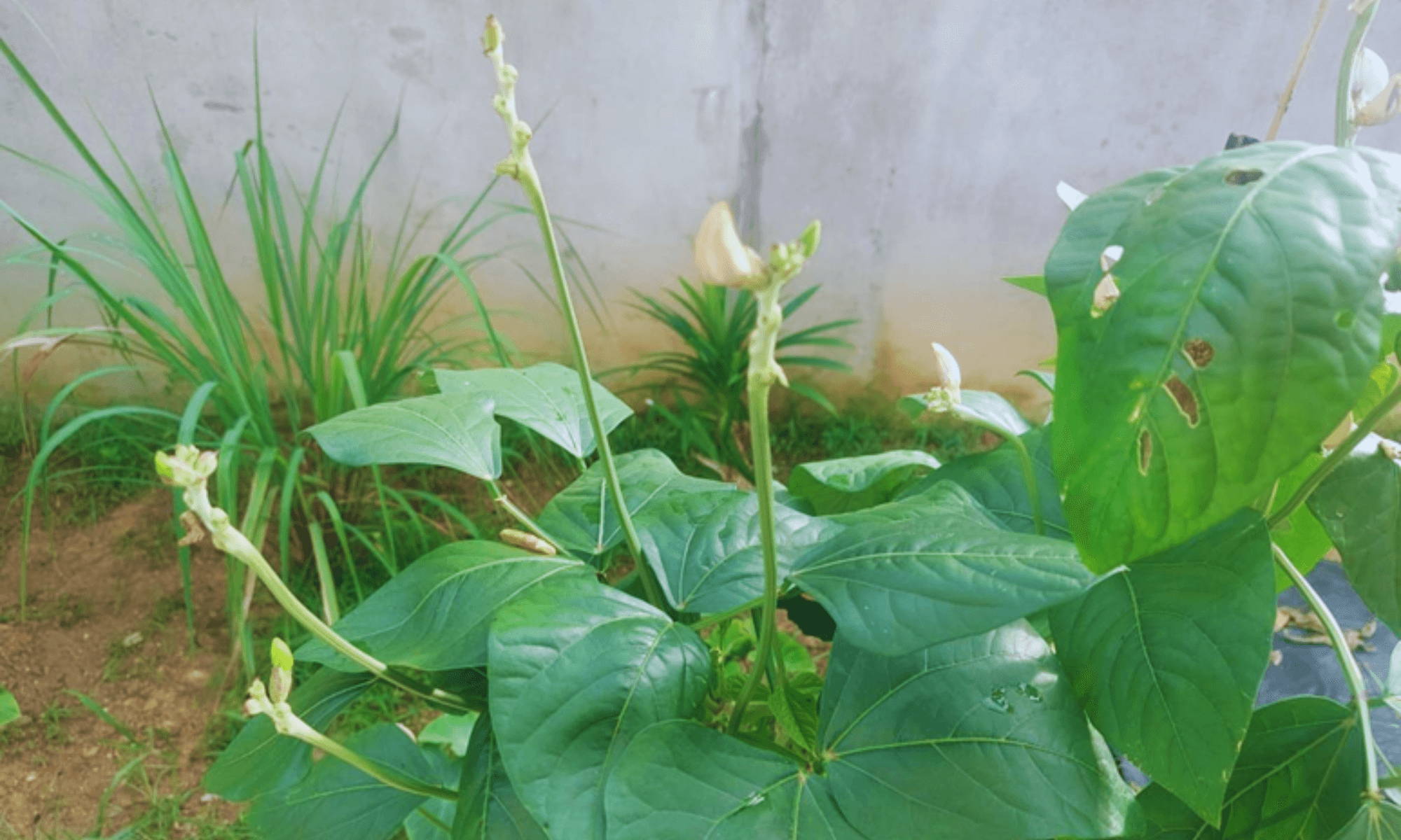 Not flowering no fruiting in melon plant