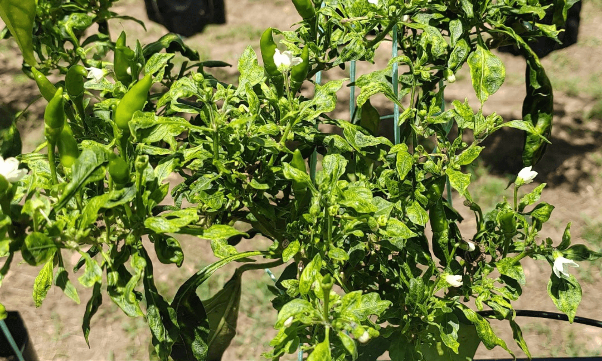 Curly leaves in chili plant disease