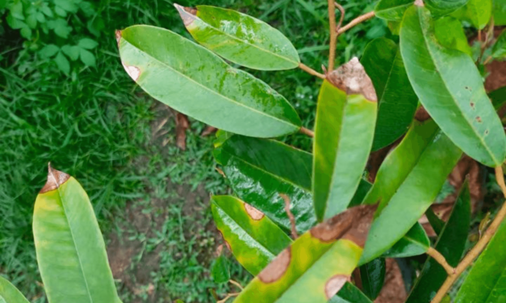 Burnt leave at the tip of leaves