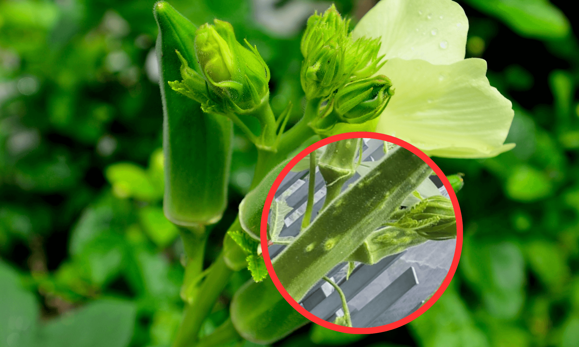Plant issue small bumps of okra plant