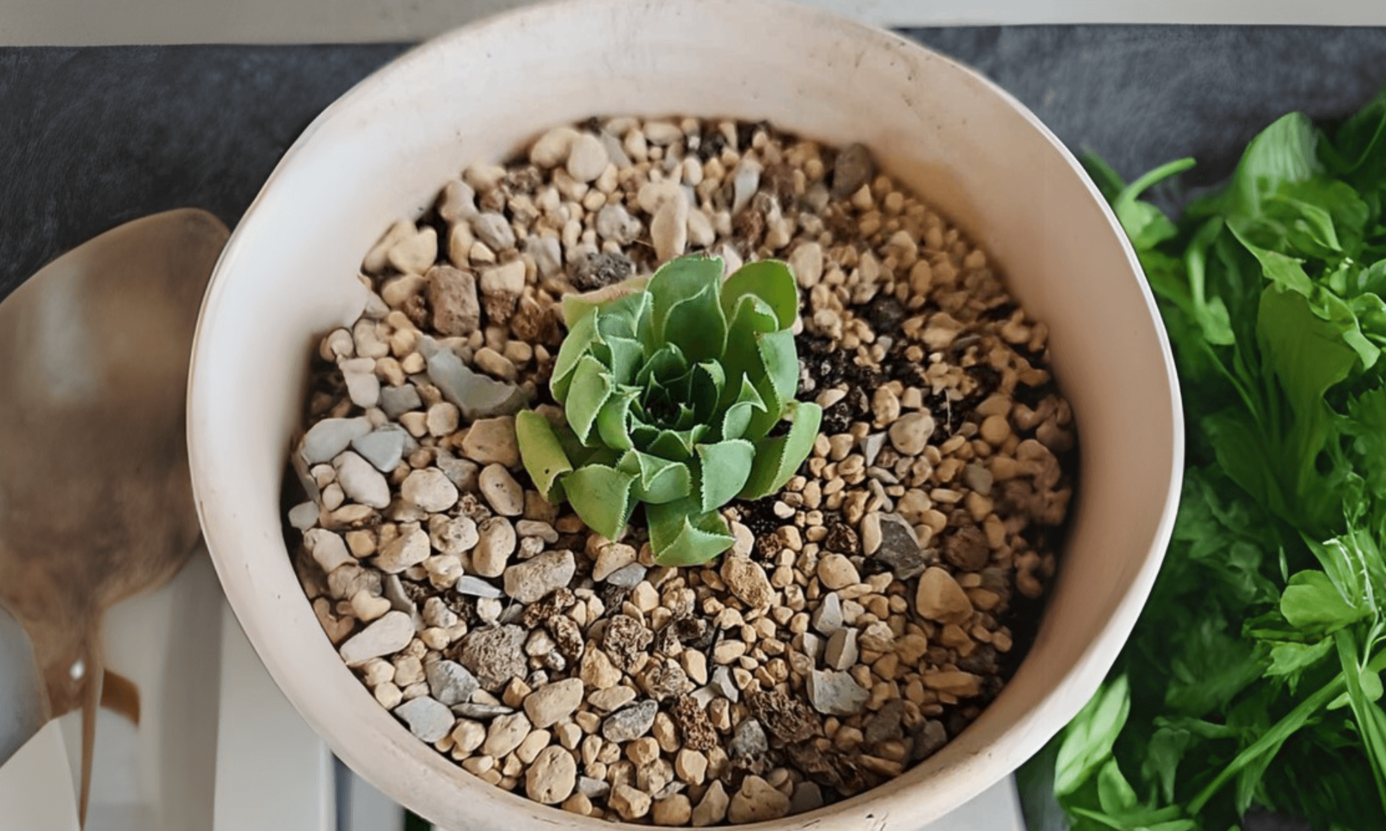 Shrinking succulent indoor