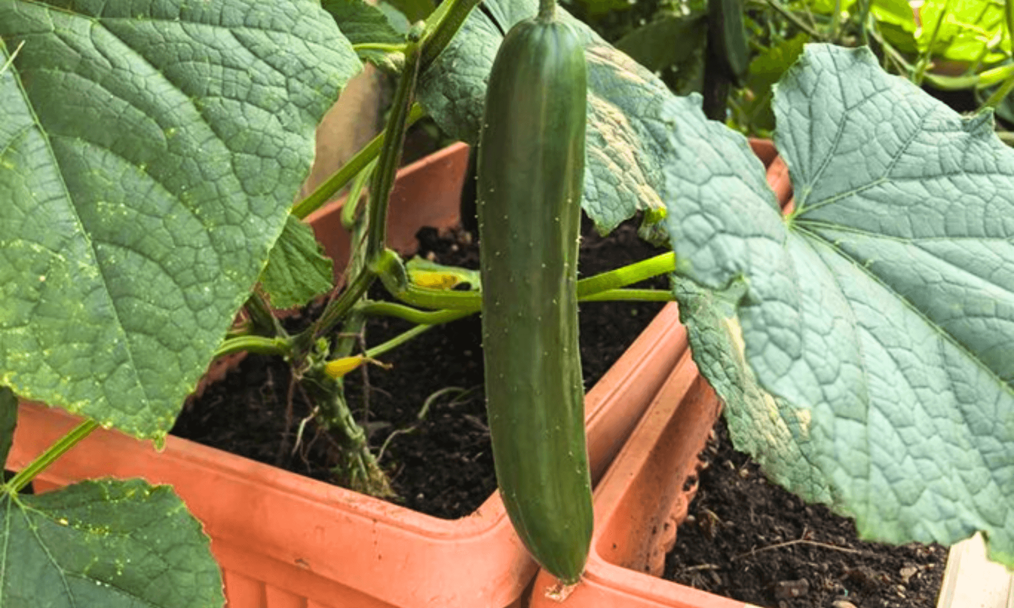 Cucumber planting tips at home