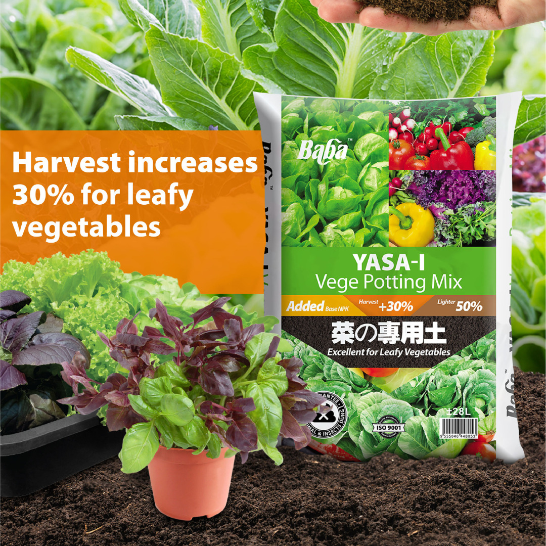 Yasa-i Vege Soil