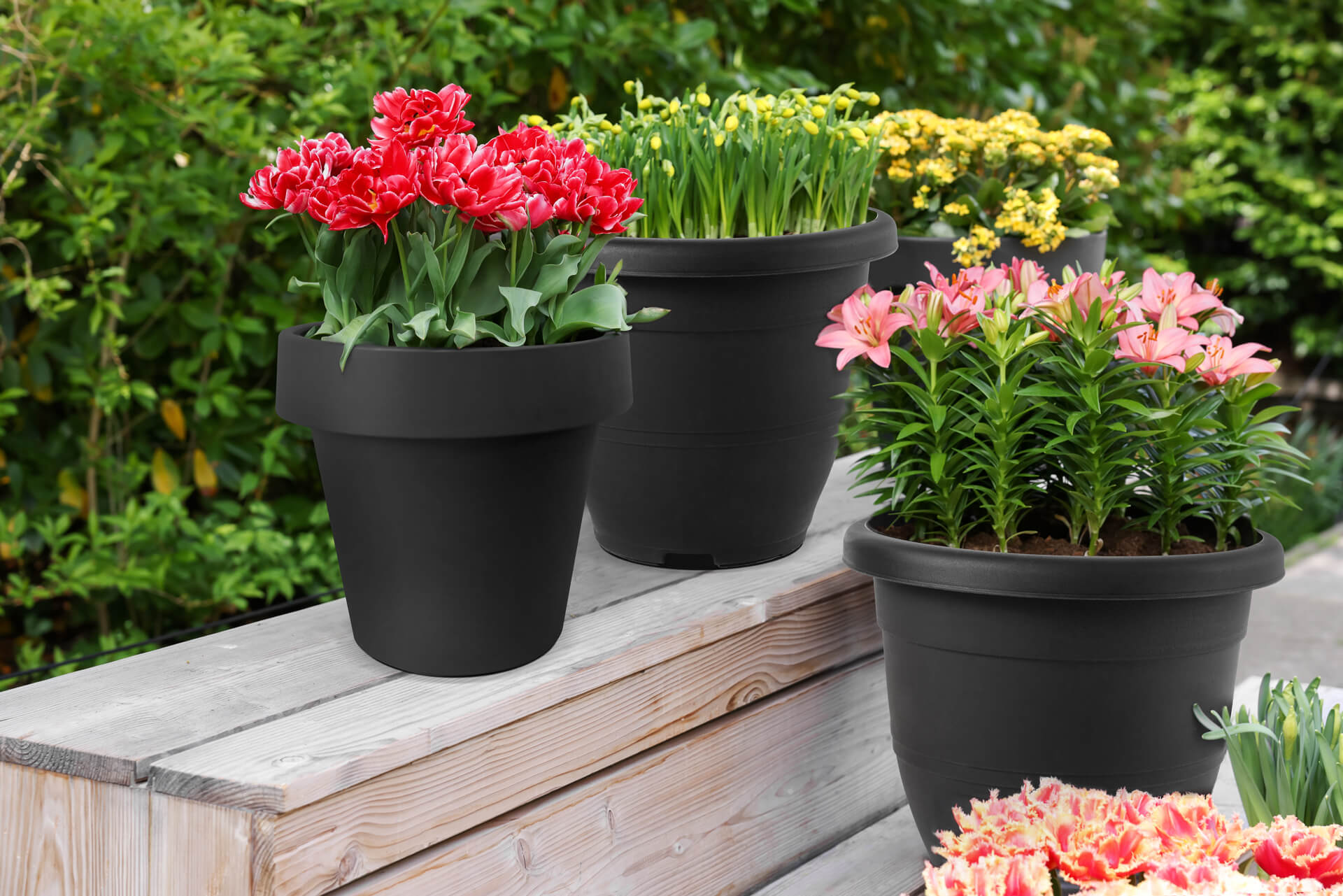 FLOWERING PLANT WITH ZEN GREY COLOUR FLOWER POT
