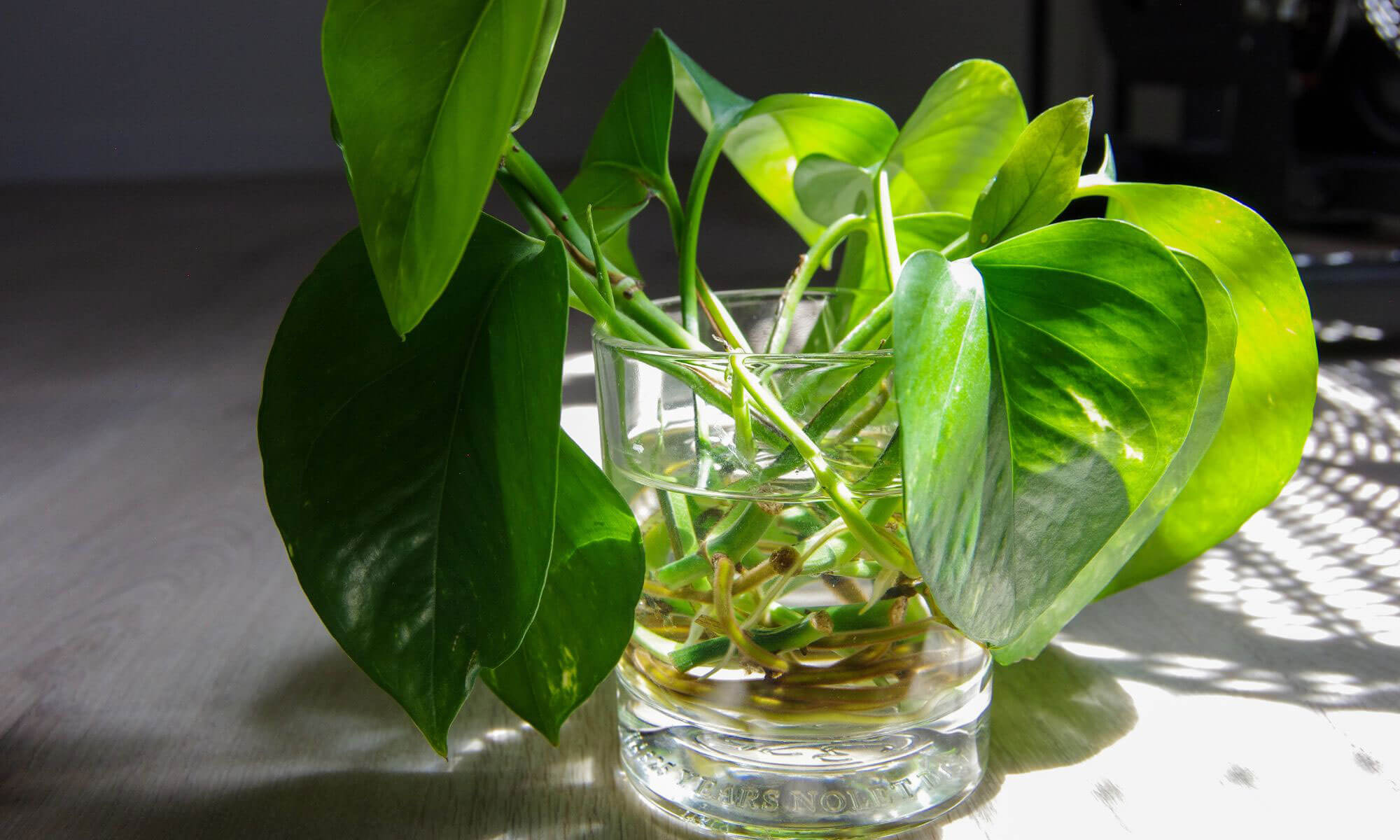Hydroponic pothos plant with sunlight