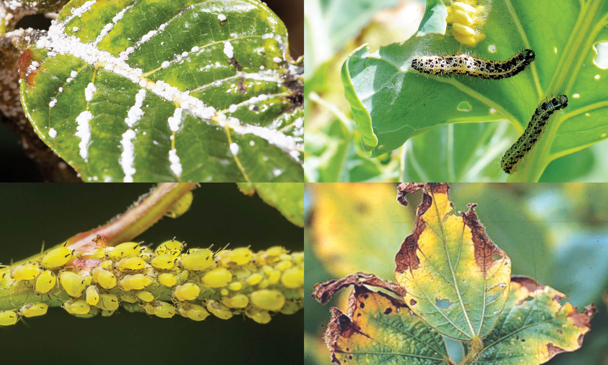 Common pests found on plant