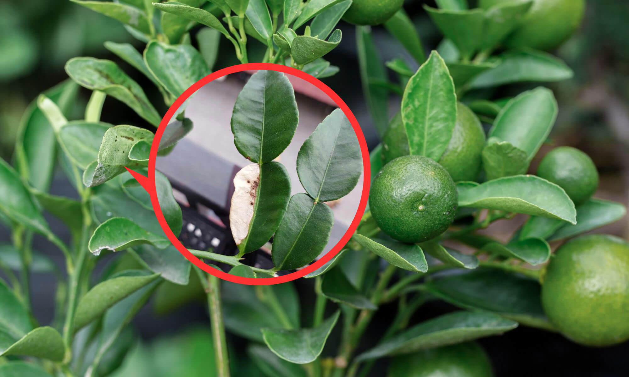 Citrus plant leaves issue drying up
