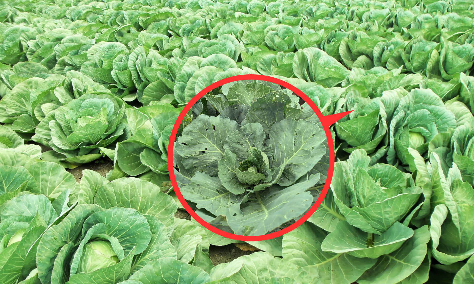 Cauliflower or cabbage not flowering